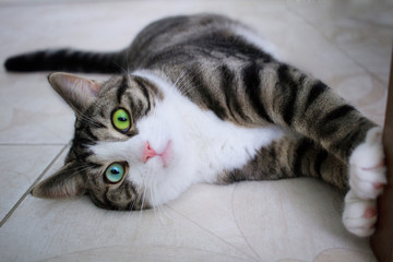 Cat with bright blue green eyes poses lying on floor