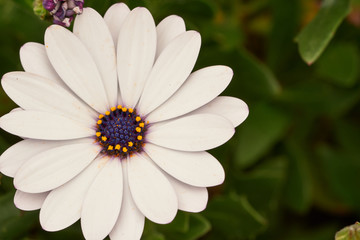 Tipo de margarita blanca