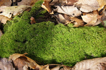 moss and autumn leaves