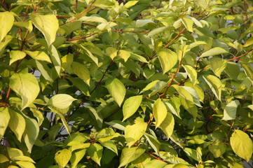 green leaves background