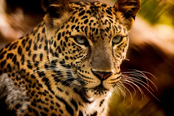 Stickers pour porte Léopard Le portrait du léopard de Java