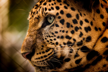 The portrait of Javan leopard