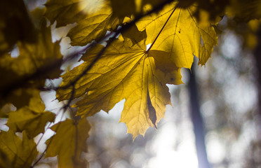Colorful yellow maple leaves on the tree in autumn. Crown maple on a background of sun rays in autumn. Autumn foliage close-up bokeh.