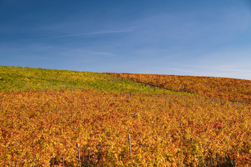 Vigna autunnale, piemonte, Italia