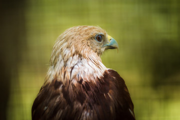 Close up head and shoulders portrait of a Brahminy Kite