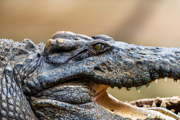 Fototapeta premium Close up of Siamese Crocodile (Crocodylus siamensis) in Thailand