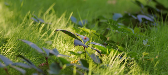 Ladybug on a green leaf macro on a background of green grass. Abstract natural image for design.