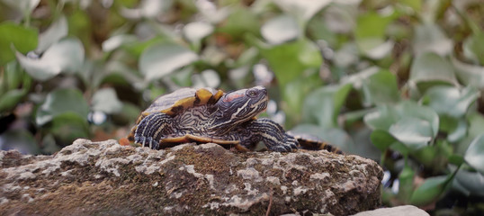 Turtle Trachemys scripta on a stone in the sunlight.