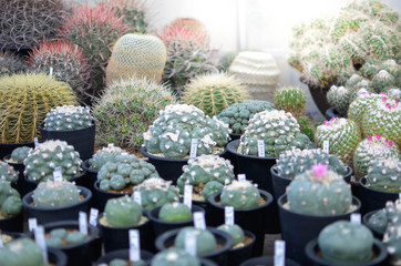 many kind of cactus on the table with sunshine on it