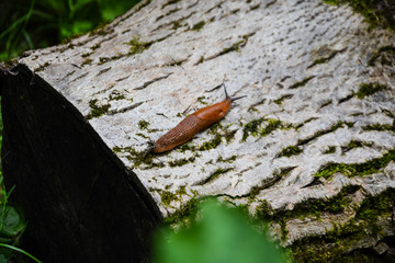 slugs in motion, on tree stump. 