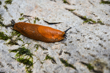slugs in motion, on tree stump. 