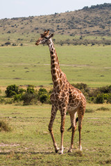 Obraz premium Giraffe in wild nature - Masai Mara, Kenya