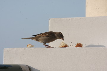 moineau © audreyzazie
