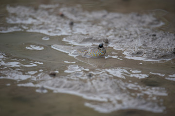 Amphibious fish on mud in mangrove forest