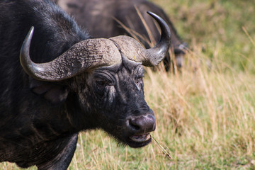 Buffalo in wild nature - Masai Mara, kenya