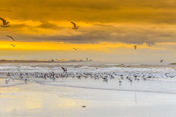 Sea view from IJmuiden direction Zandvoort with beach at low tide and full of seagulls and in the background the misty skyline of Zandvoort against a yellow orange sky with scattered clouds