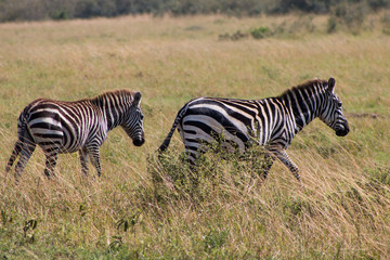 Zebras in wild nature - Kenya, Masai Mara