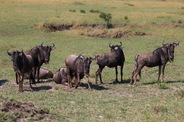 Gnu in wild nature - Kenya, Masai Mara