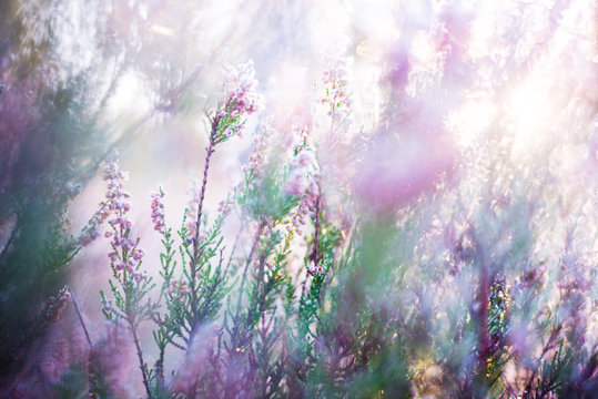 Clear morning in the forest. Frozen blooming heather flowers closeup, Latvia