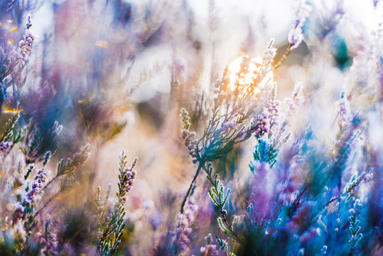 Fototapeta Clear morning in the forest. Frozen blooming heather flowers closeup, Latvia