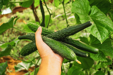 harvest cucumbers farm agriculture vegetable gardens
