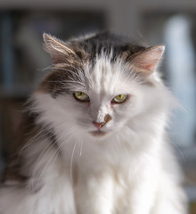 Portrait of a White fluffy cat with the green eyes and pink noise
