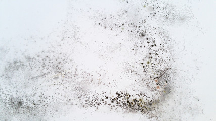 Mold on white wall - Fungus on white background.