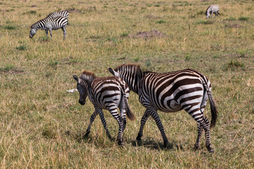 Fototapeta na wymiar Zebras in wild nature - Kenya, Masai Mara