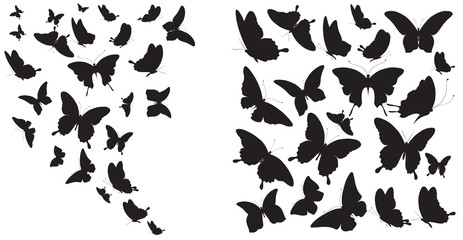 Plakat butterfly308