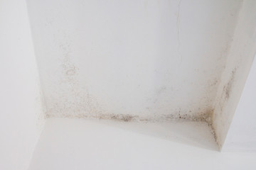 Mold on white wall. Fungus on white background.