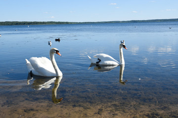 Naklejka na ściany i meble White swans on the blue water of the lake