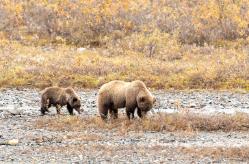 Grizzly Bear Sow and Cub in Alaska in Autumn