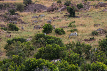 Zebras in wild nature - Masai Mara, Kenya
