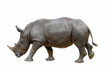 Obraz premium Rhinoceros isolated on white background.