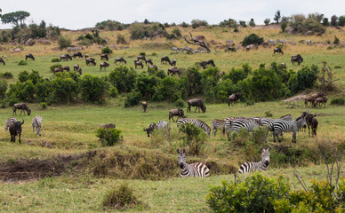 Fototapeta na wymiar Wild animals in Masai Mara, Kenya