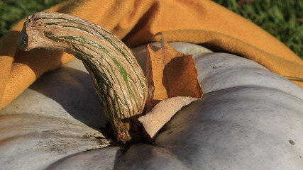 halloween pumpkin in the garden