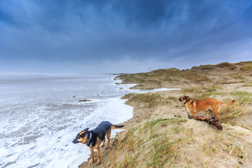 Two dogs scavenge in violent Wester storm with sea spray and shifting sand dunes and along flood line at  Dutch North Sea coast against a background with dark rain clouds