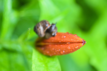 A flower bud in dew drops, a snail sits on a bud