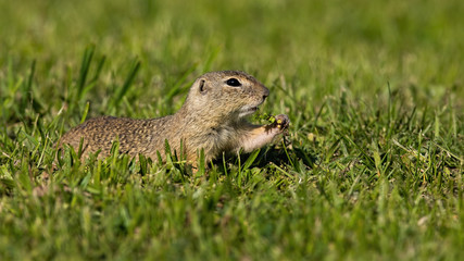 Naklejka na ściany i meble European ground squirrel, spermophilus citellus, feeding with herb on green pasture in summer. Little wild rodent feeding in nature with copy space