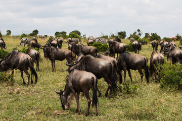 Gnu in wild nature - Masai Mara, Kenya