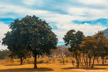 Fototapeta premium tree in autumn