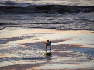 sanderling calidris alba