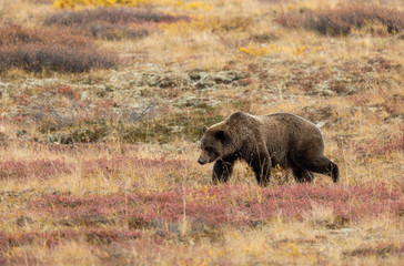 Obraz na płótnie Canvas Grizzly Bear in Denali National Park in Autumn