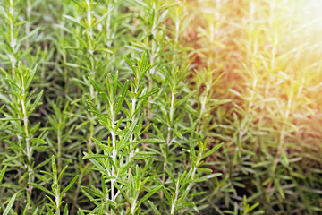 Growing rosemary plants close-up,