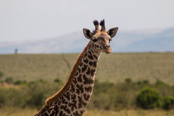 Giraffe in wild nature - Masai Mara, Kenya