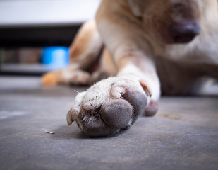 feet of stray dog