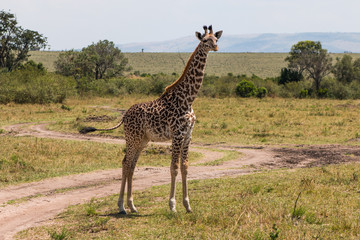 Obraz premium Giraffe in wild nature - Masai Mara, Kenya
