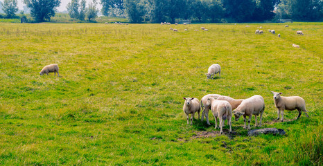 Landscpe with animals