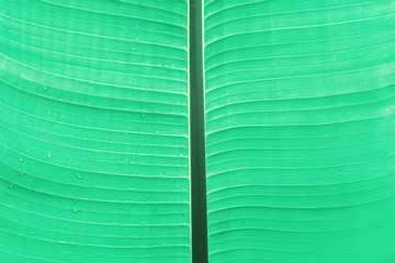 Texture of tropic leaf toned in mint or pastel green color.