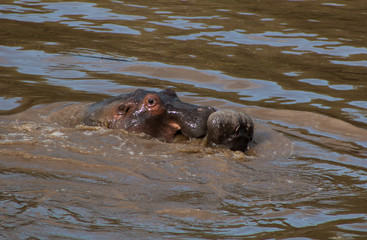 Wild hippos in river - Masai Mara, Kenya